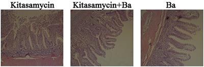 Effects of Probiotics BaSC06 on Intestinal Digestion and Absorption, Antioxidant Capacity, Microbiota Composition, and Macrophage Polarization in Pigs for Fattening